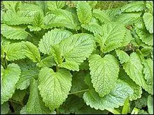 Elle tait trs apprcie au XIXe sicle pour ses effets digestifs. Quelle plante infuse offre une tisane apaisante ?