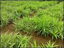 Qu'utilise-t-on souvent dans la cuisine chinoise pour couvrir les odeurs et saveurs fortes comme celles des poissons et, fruits de mers ?