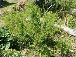 Elle donne la saveur principale de la sauce barnaise. Quelle herbe fait partie des fines herbes ?