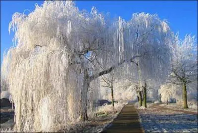 C'est une magnifique alle arbusive !