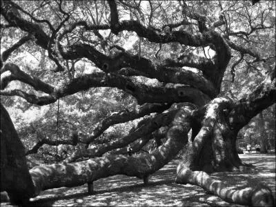 Un arbre pousse plus vite dans une fort que sur une avenue !