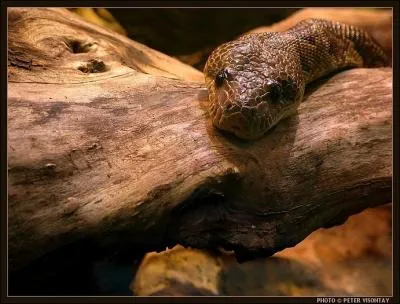 Un serpent peut avoir des vestiges de pattes !