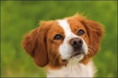 ''La femme est assez proche de l'homme, comme l'épagneul breton. À ce détail près qu'il ne manque à l'épagneul que la parole alors qu'il ne manque à la femme que de se taire ! ''
