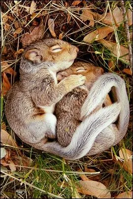 Ce sont des cureuils terrestres !