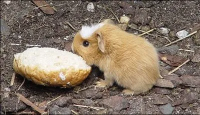 C'est un bb hamster !