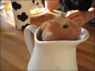 C'est un hamster !