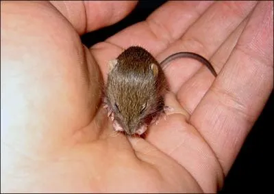 C'est une musaraigne !