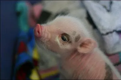 Reconnaissez-vous le marcassin ?