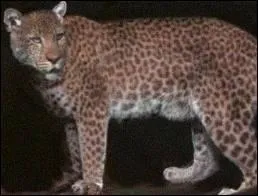 On peut croiser un mle puma et une femelle lopard !