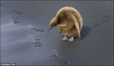 Le manchot s'appelle aussi pingouin !