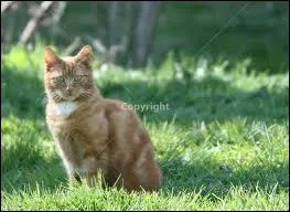 La dernire question, je sais que tu peux y arriver. Quel est le nom de Guerrier de Nuage de Feu ?