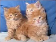 Rusty a rencontr quel chat sauvage lors de sa premiere escapade dans la fret ?