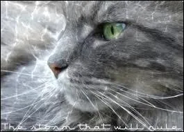 Quelle est la ' Prisonnire du clan du Tonnerre ?