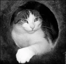 Qui a tait exil du clan de l'ombre et remplac ?