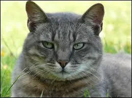 Qui est la nouvelle guerisseuse du clan ?