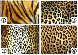 O est la fourrure du jaguar ?