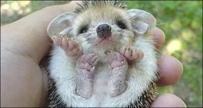 Un cousin du hrisson, le gymnure, a une particularit !