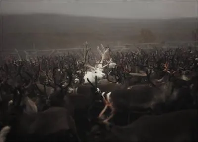 Au Canada, le renne est appel ...