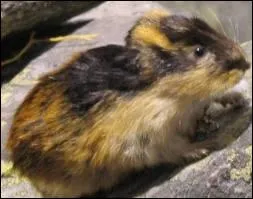 Une lgende court au sujet des lemmings, on dit ...