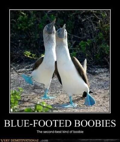 Il est dment comme oiseau !