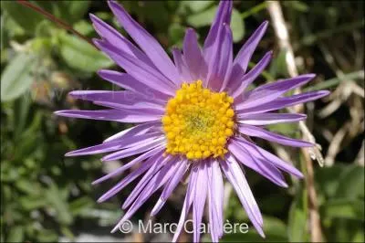 Quelle est cette fleur ?