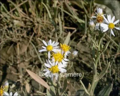 Quelle est cette fleur ?