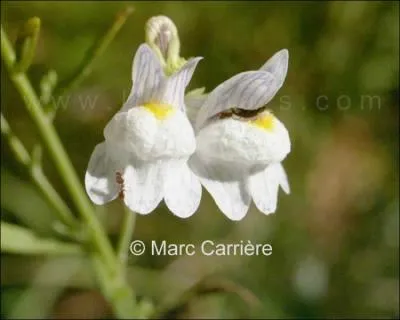 Quelle est cette fleur ?