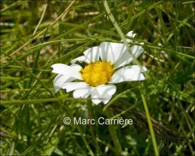Quelle est cette fleur ?