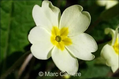 Quelle est cette fleur ?