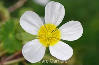 Quelle est cette fleur ?