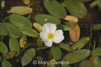 Quelle est cette fleur ?