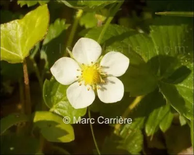 Quelle est cette fleur ?