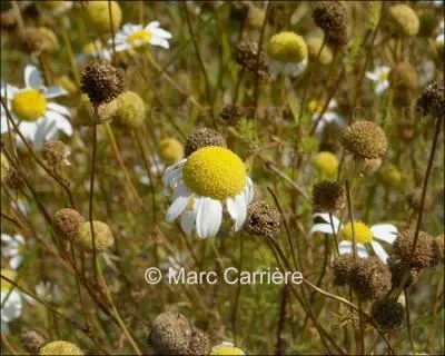 Reconnaissez-vous cette fleur ?