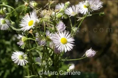 Quelles sont ces fleurs ?