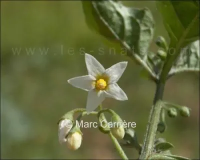 Quelle est cette fleur ?