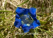Quiz 12 fleurs bleues  reconnatre