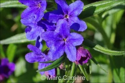 Quelle est celle-ci ?