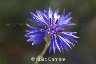 Comment se nomme cette fleur ?