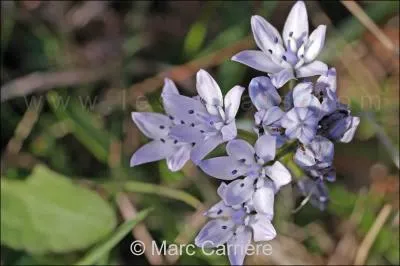 Reconnaissez-vous cette fleur ?