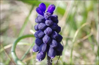 Quel est le nom de cette fleur ?