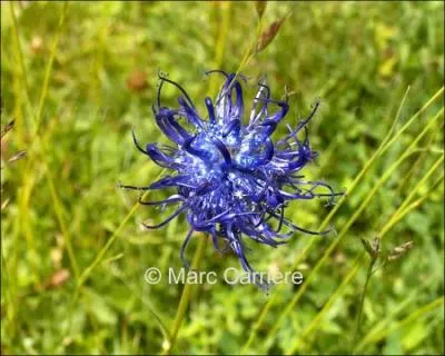 Quelle est cette fleur ?