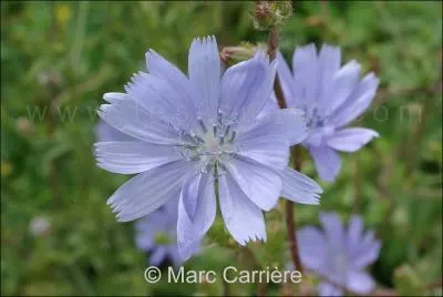 Quelle est cette fleur ?