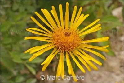 Quelle est cette fleur ?