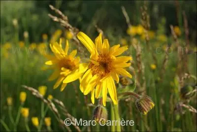 Celle-ci soulagera vos hmatomes :