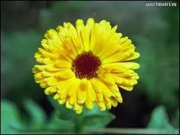 Quelle est cette fleur ?