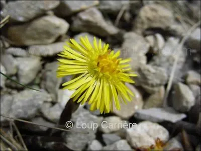 Quelle est cette fleur ?