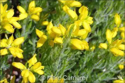 Quelle est cette fleur ?