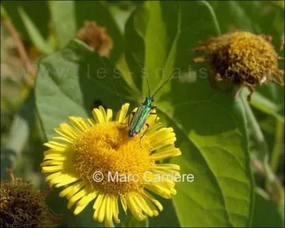 Quelle est cette fleur ?