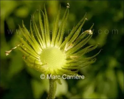 Comment se nomme celle-ci ?