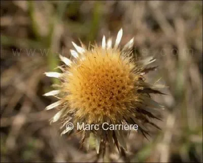 Connaissez-vous cette fleur ?